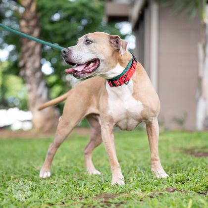 Enlarge Pele boy, a Adoptable mixed breed in Honolulu, HI image 2/2