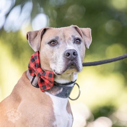 Enlarge Pele boy, a Adoptable mixed breed in Honolulu, HI image 4/4