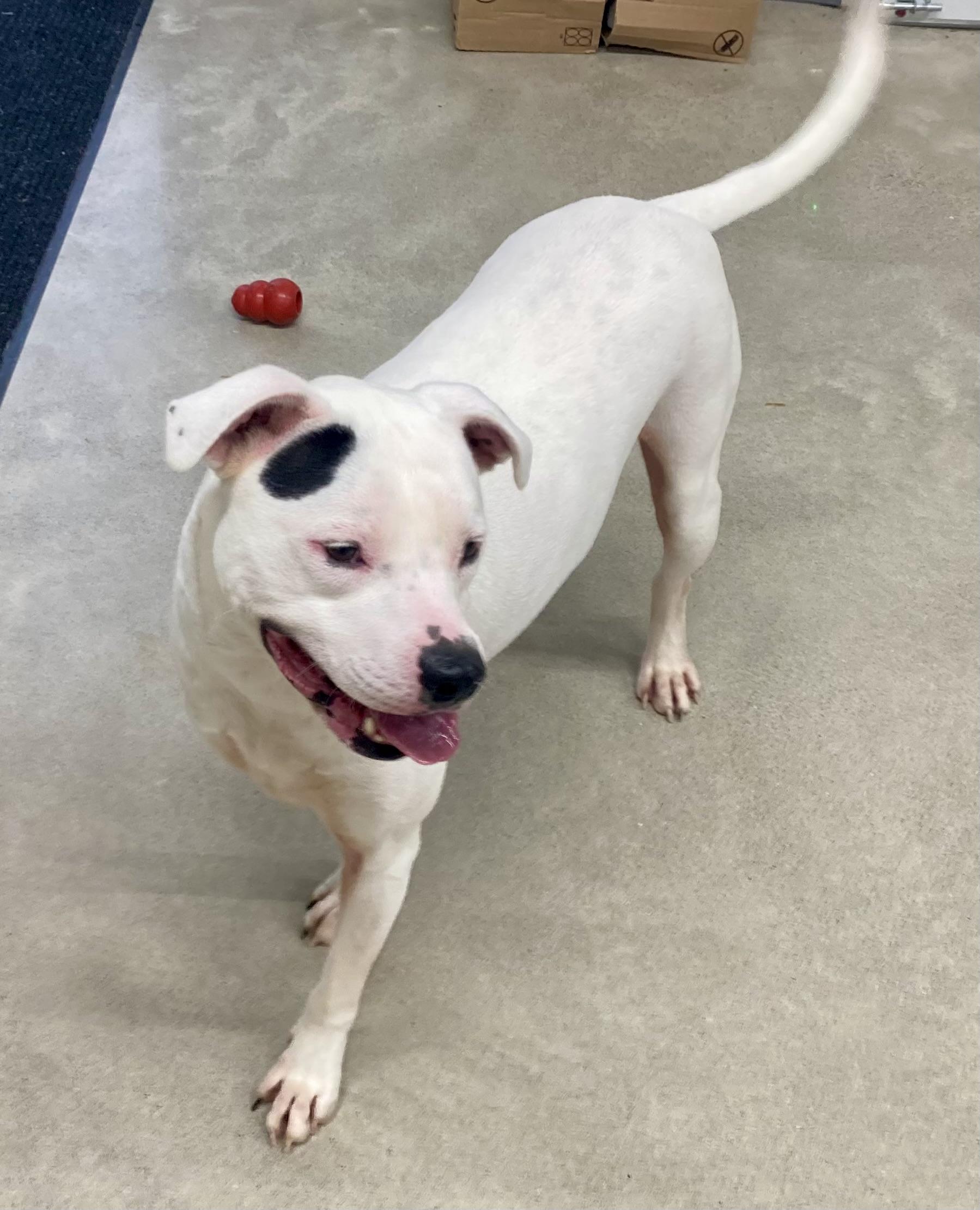 Athena , a ADOPTABLE mixed breed in Pleasant Ridge, MI image 2/5