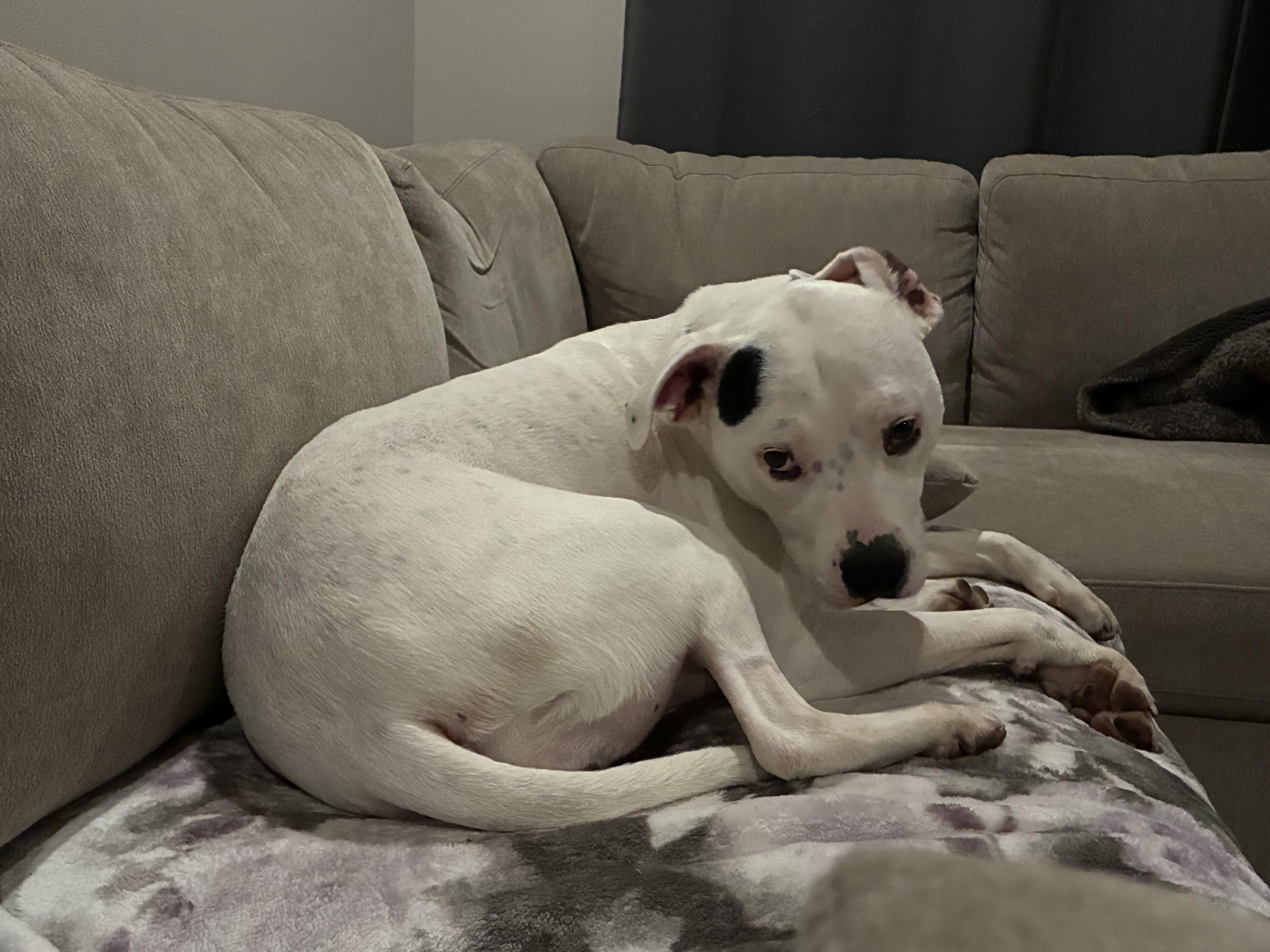Athena , a ADOPTABLE mixed breed in Pleasant Ridge, MI image 6/6