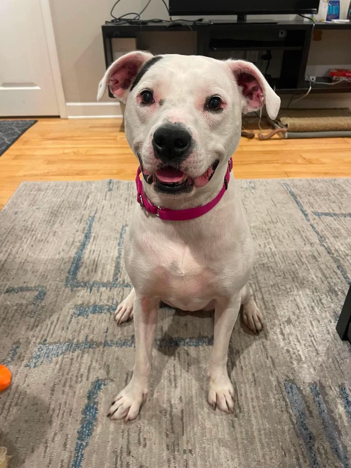 Enlarge Athena , a Adoptable mixed breed in Pleasant Ridge, MI image 2/5