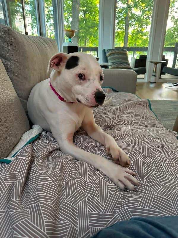 Enlarge Athena , a Adoptable mixed breed in Pleasant Ridge, MI image 1/5