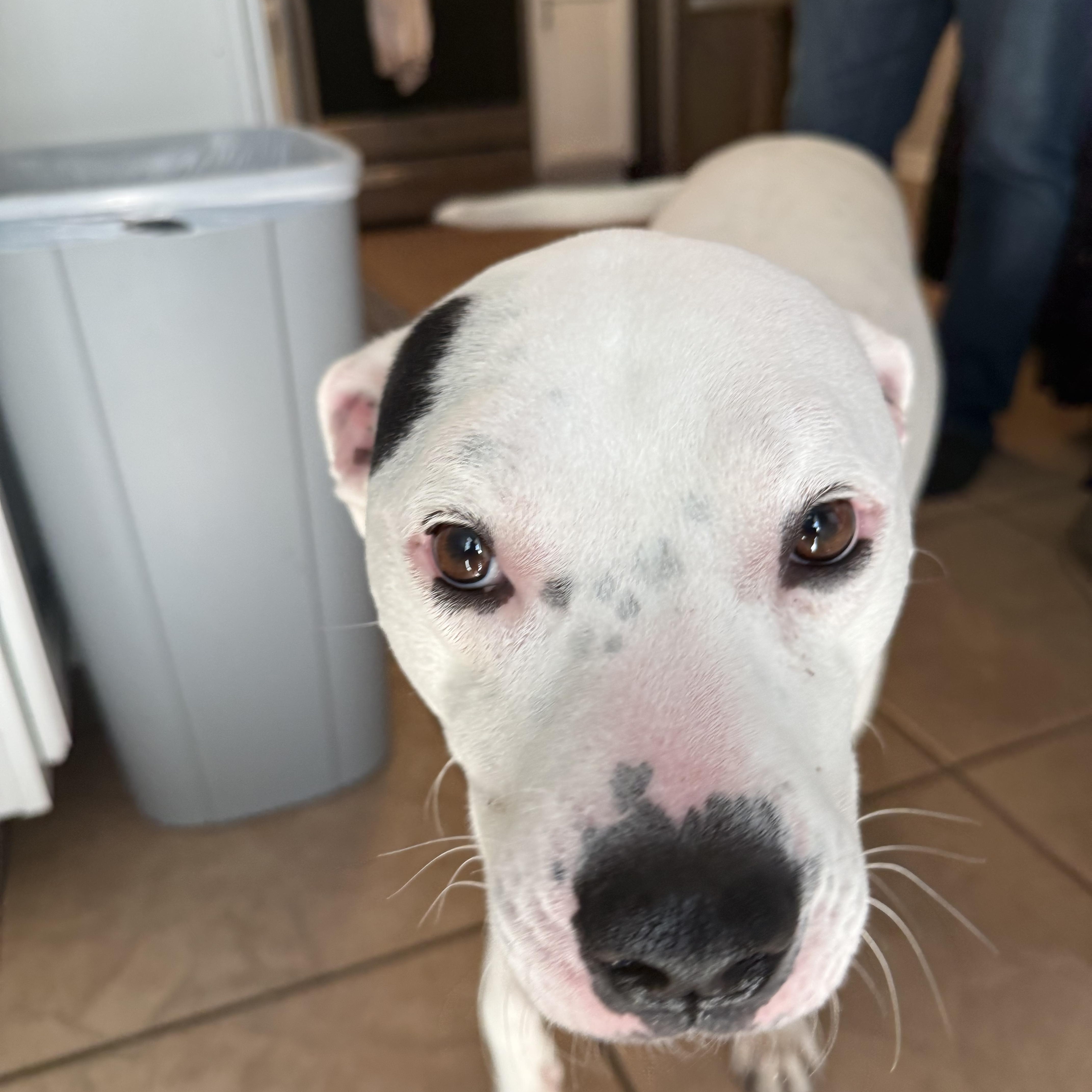 Athena , ADOPTABLE, Young Female American Bulldog & Dogo Argentino.