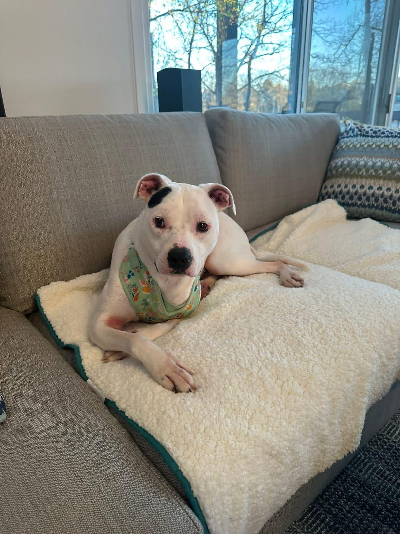 Athena , a ADOPTABLE mixed breed in Pleasant Ridge, MI image 1/5