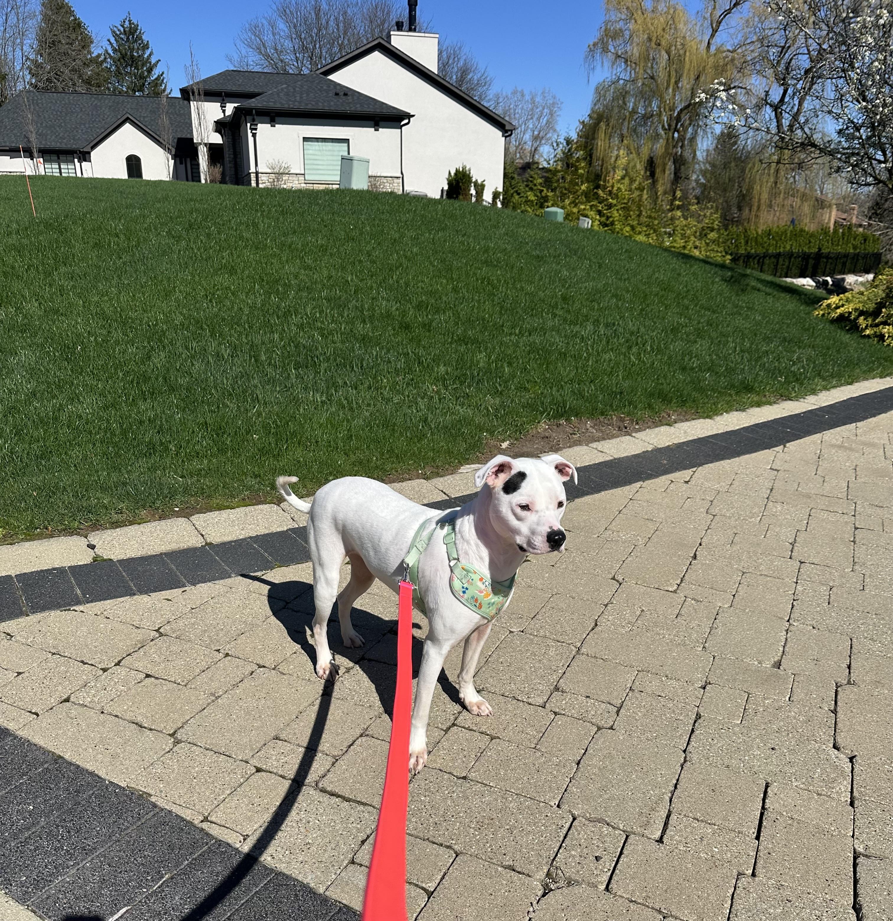 Athena , a ADOPTABLE mixed breed in Pleasant Ridge, MI image 3/5