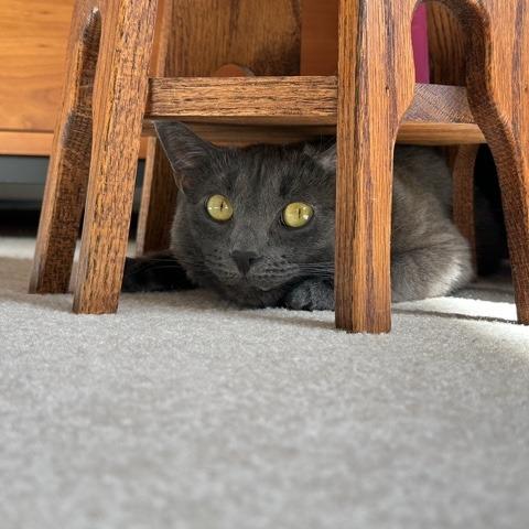 Enlarge Luna W, a Adoptable Domestic Short Hair in Wakefield, MA image 1/6