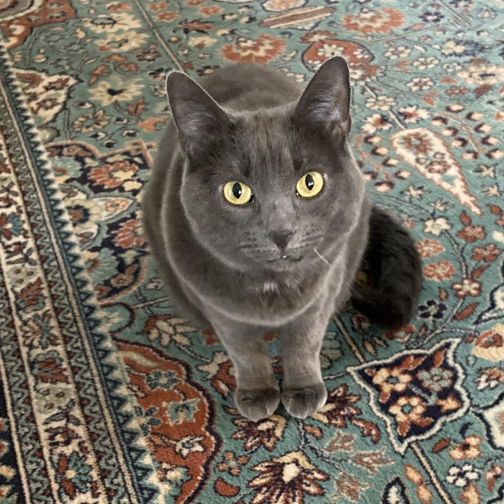 Enlarge Luna W, a Adoptable Domestic Short Hair in Wakefield, MA image 2/6