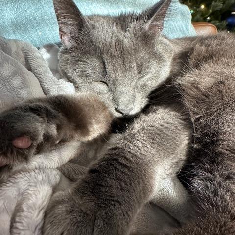 Enlarge Luna W, a Adoptable Domestic Short Hair in Wakefield, MA image 3/6