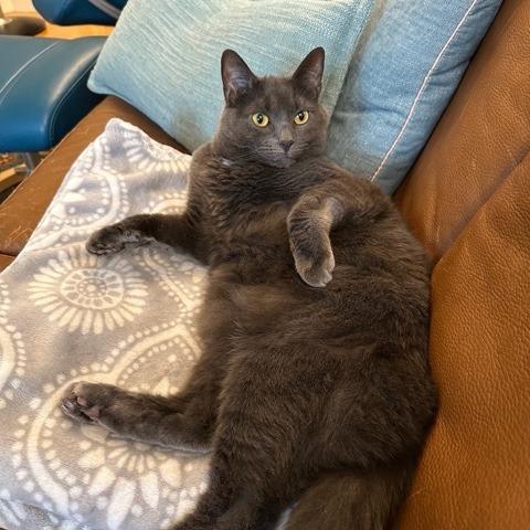 Enlarge Luna W, a Adoptable Domestic Short Hair in Wakefield, MA image 4/6