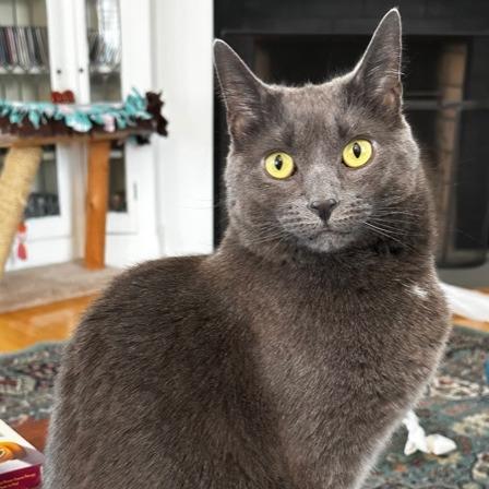 Enlarge Luna W, a Adoptable Domestic Short Hair in Wakefield, MA image 5/6