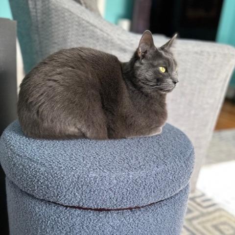 Enlarge Luna W, a Adoptable Domestic Short Hair in Wakefield, MA image 6/6