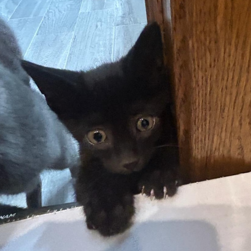 Enlarge Prospero, an adopted mixed breed in Bolingbrook, IL image 2/4