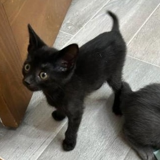 Prospero, adopted, Kitten Male Domestic Short Hair.