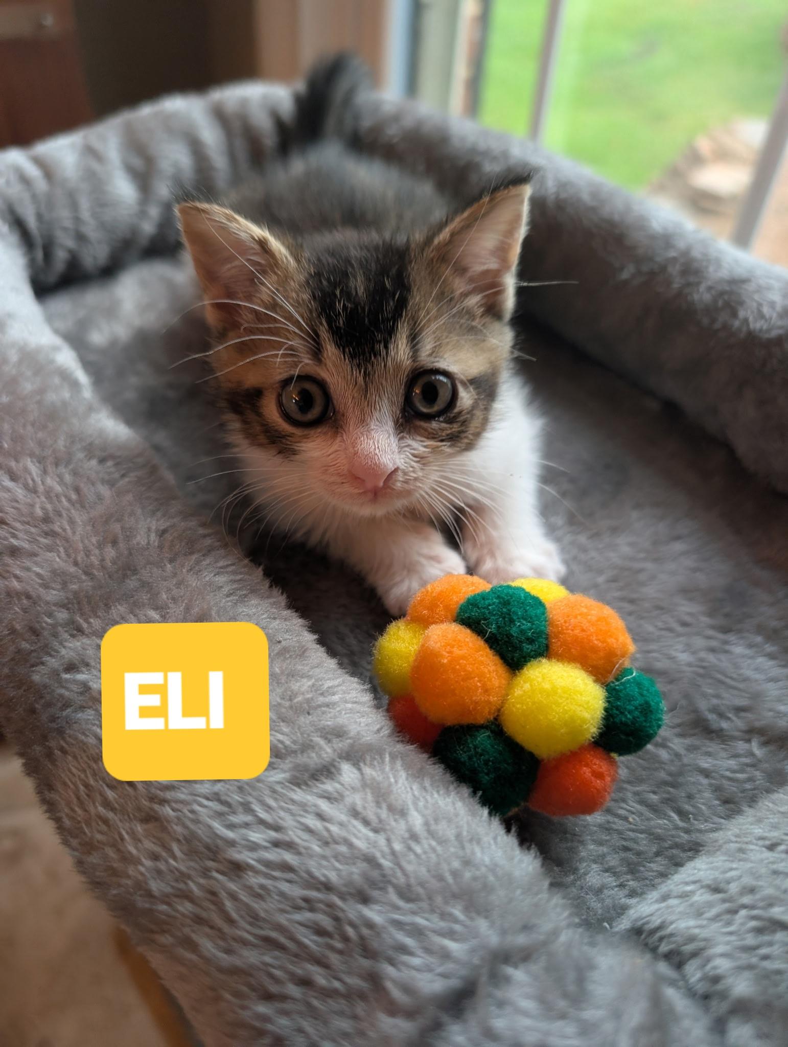 Enlarge ELI, an adopted Tabby in Elgin, SC image 4/5