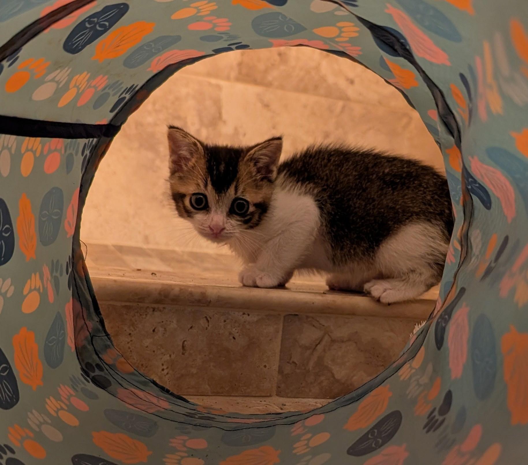 Enlarge ELI, an adopted Tabby in Elgin, SC image 5/5