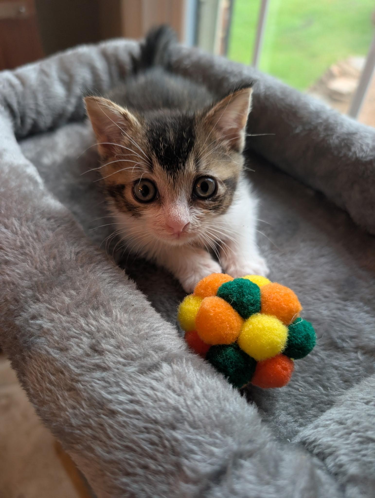 ELI, adopted, Kitten Male Tabby.