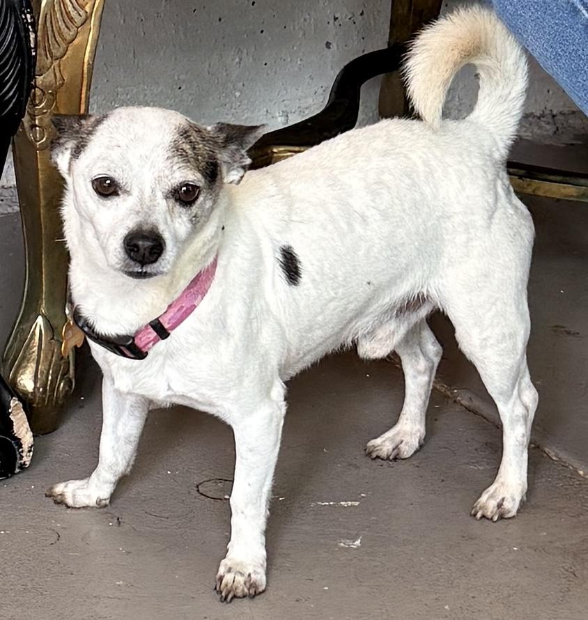 Parker, a Adoptable mixed breed in Santa Rosa, CA image 2/6