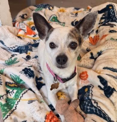 Parker, a Adoptable mixed breed in Santa Rosa, CA image 3/6