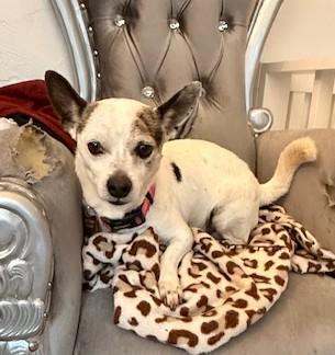 Parker, a Adoptable mixed breed in Santa Rosa, CA image 5/6