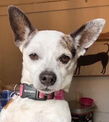 Parker, a Adoptable mixed breed in Santa Rosa, CA image 6/6