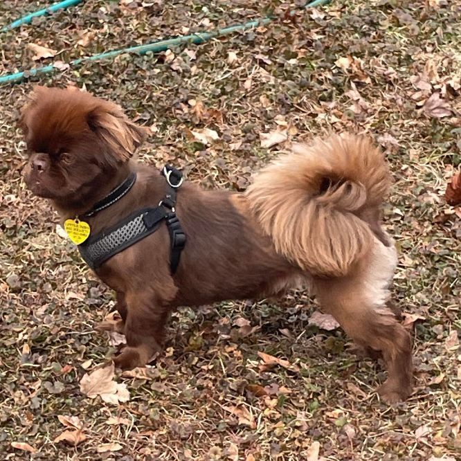 Hershey, a Adopted Pekingese in Portland, ME image 3/3