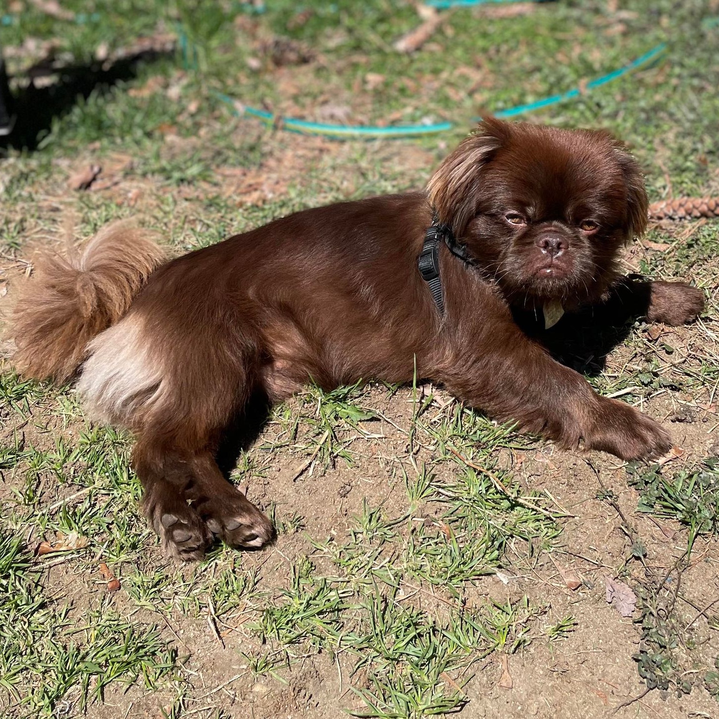 Hershey, a Adopted Pekingese in Portland, ME image 1/3