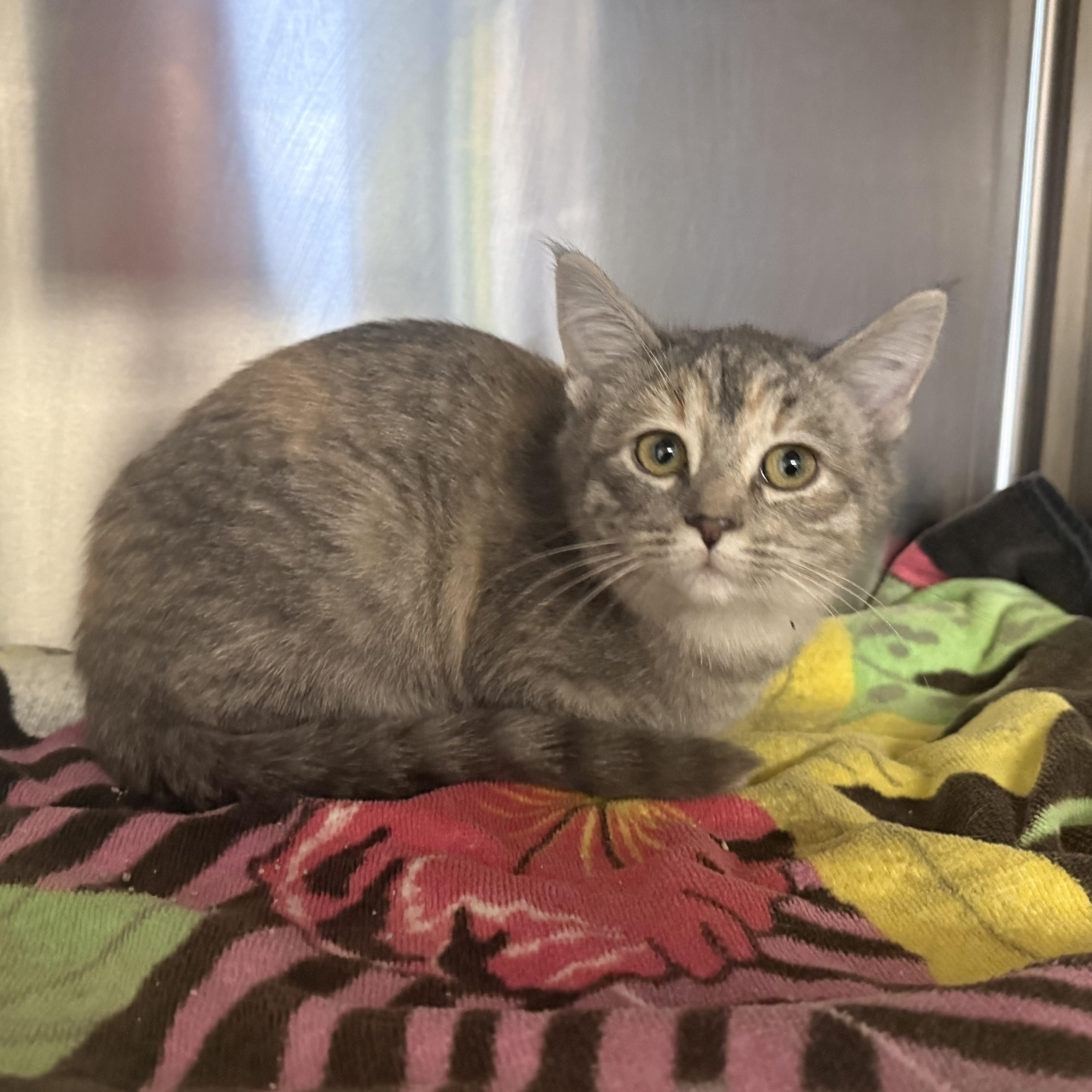 NOVA, ADOPTABLE, Kitten Female Domestic Short Hair.