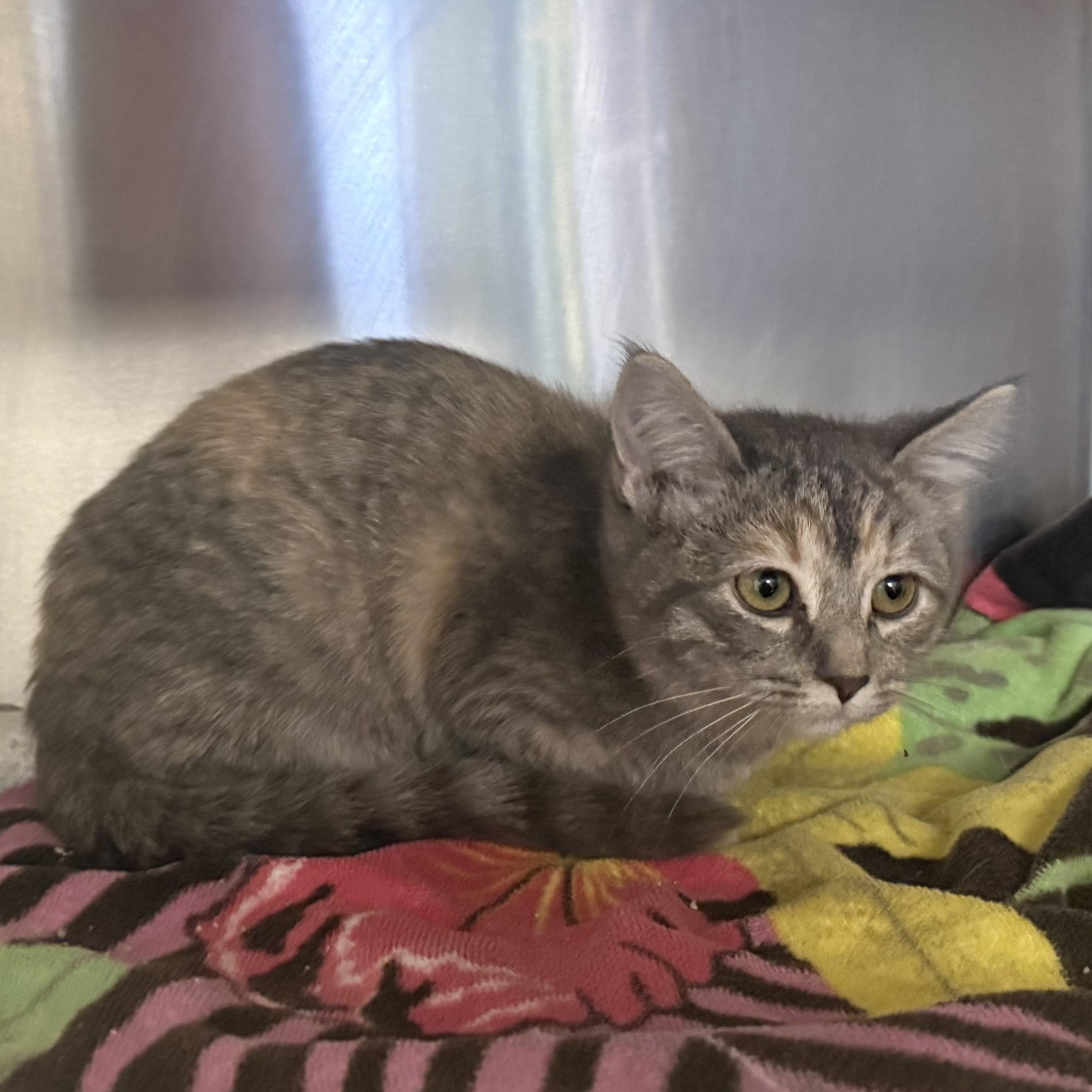 Enlarge NOVA, a ADOPTABLE Domestic Short Hair in La Crescent, MN image 2/2