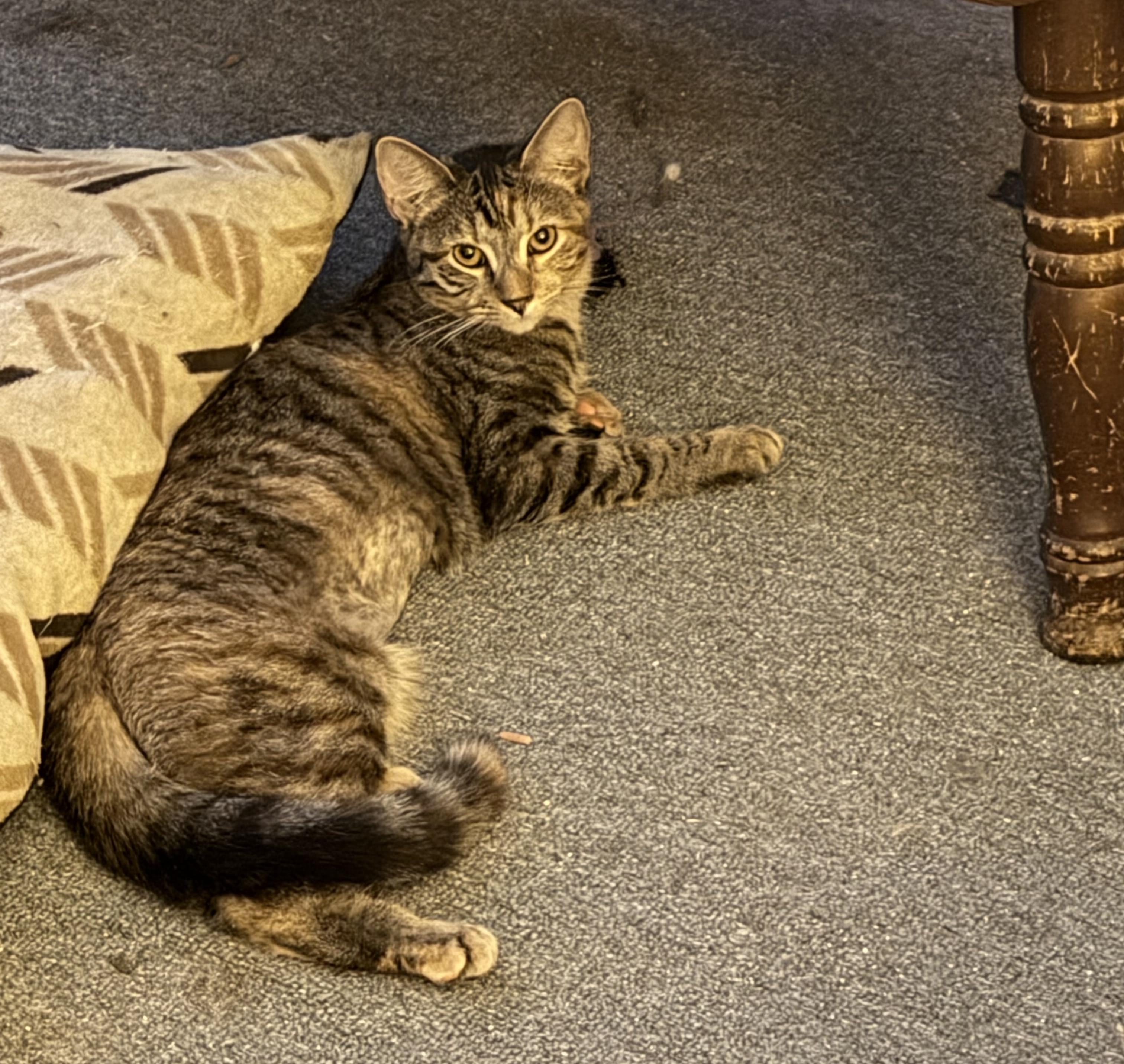 Enlarge PeeWee, a Adoptable mixed breed in Schenectady, NY image 2/3