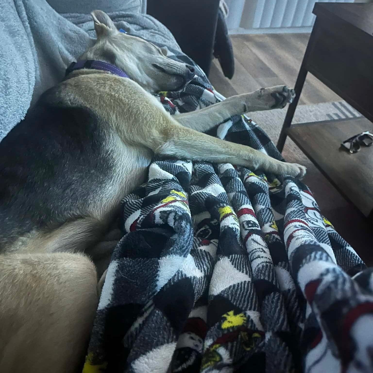 Wiley COURTESY POST, a ADOPTABLE German Shepherd Dog in Stockton, CA image 2/5