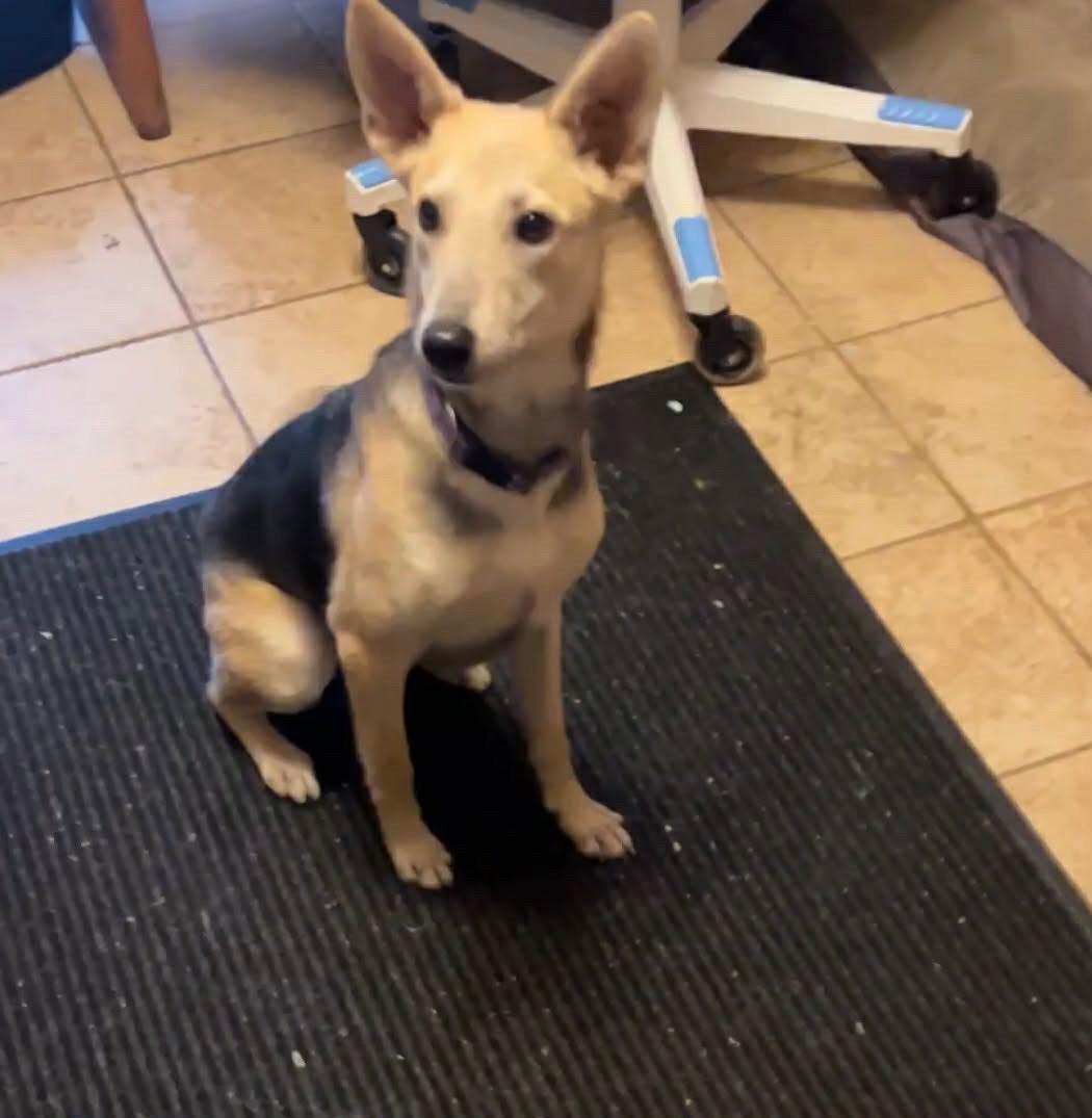 Wiley COURTESY POST, ADOPTABLE, Young Female German Shepherd Dog.