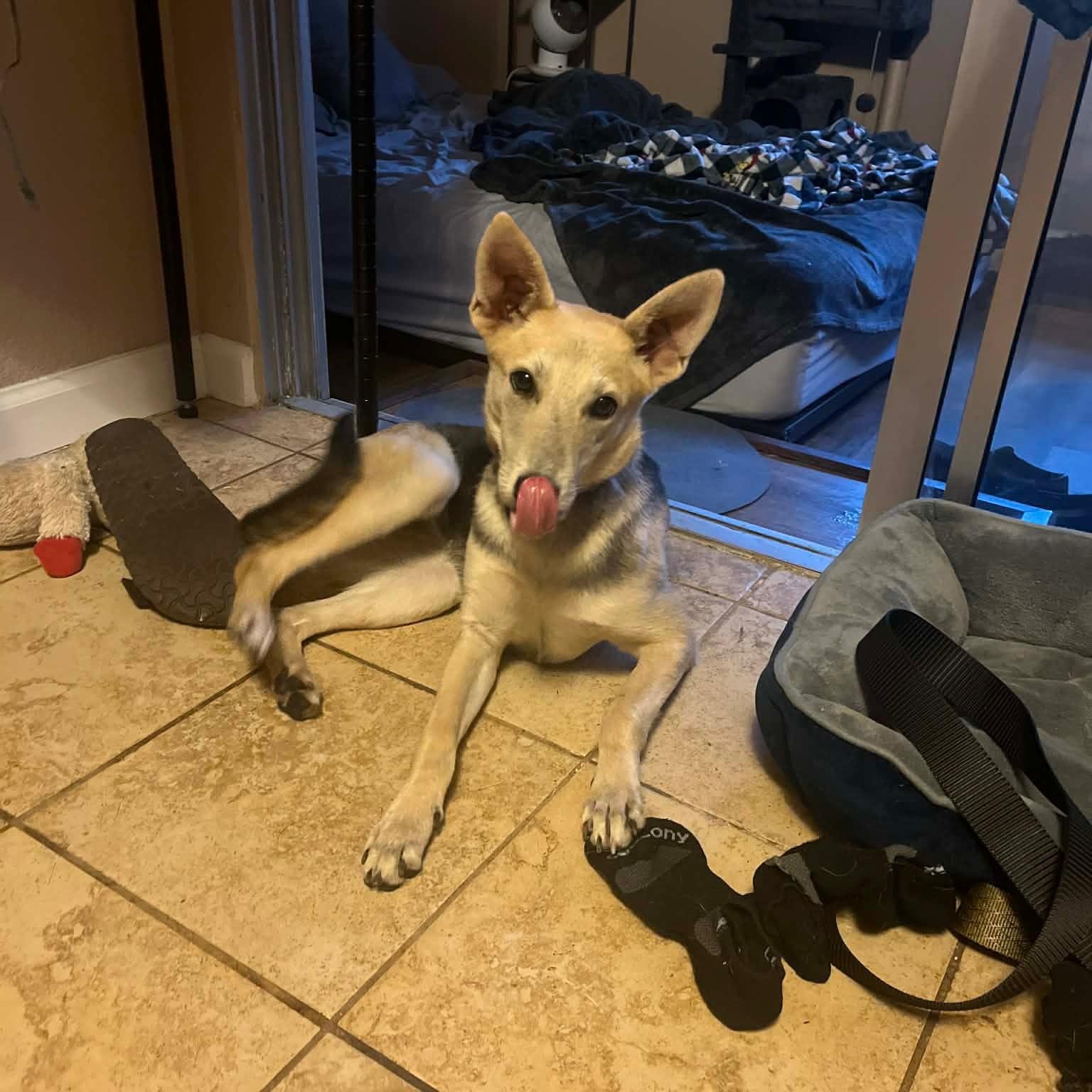 Wiley COURTESY POST, a ADOPTABLE German Shepherd Dog in Stockton, CA image 5/5