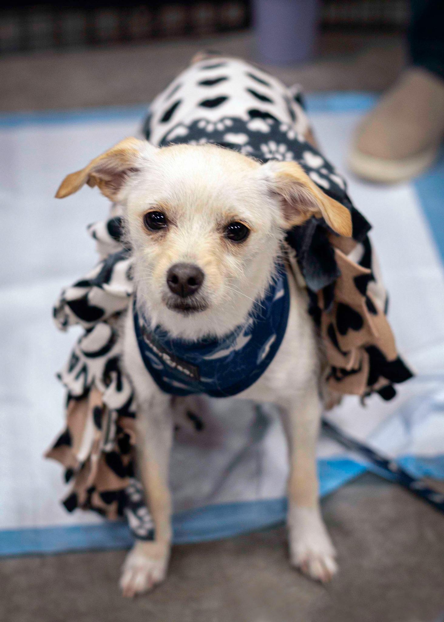 Pocket, Adoptable, Adult Male Chihuahua.