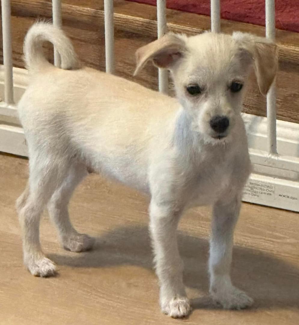 Enlarge Pocket, a Adoptable Chihuahua in West Richland, WA image 2/6