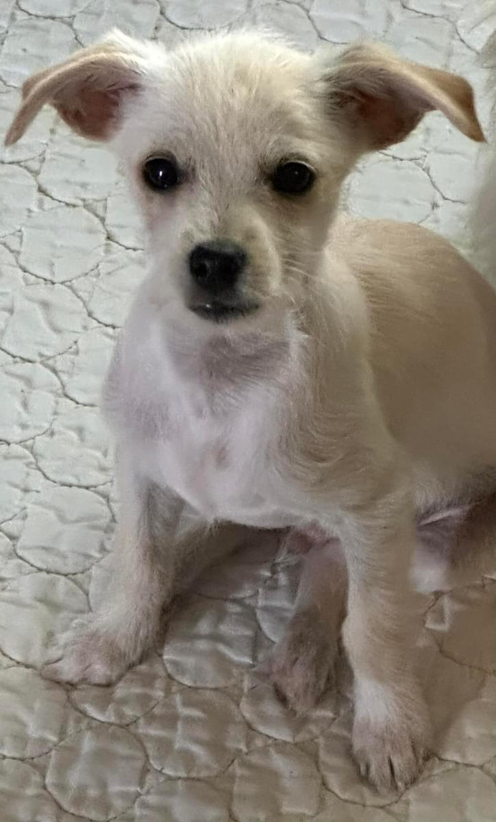 Enlarge Pocket, a Adoptable Chihuahua in West Richland, WA image 3/6