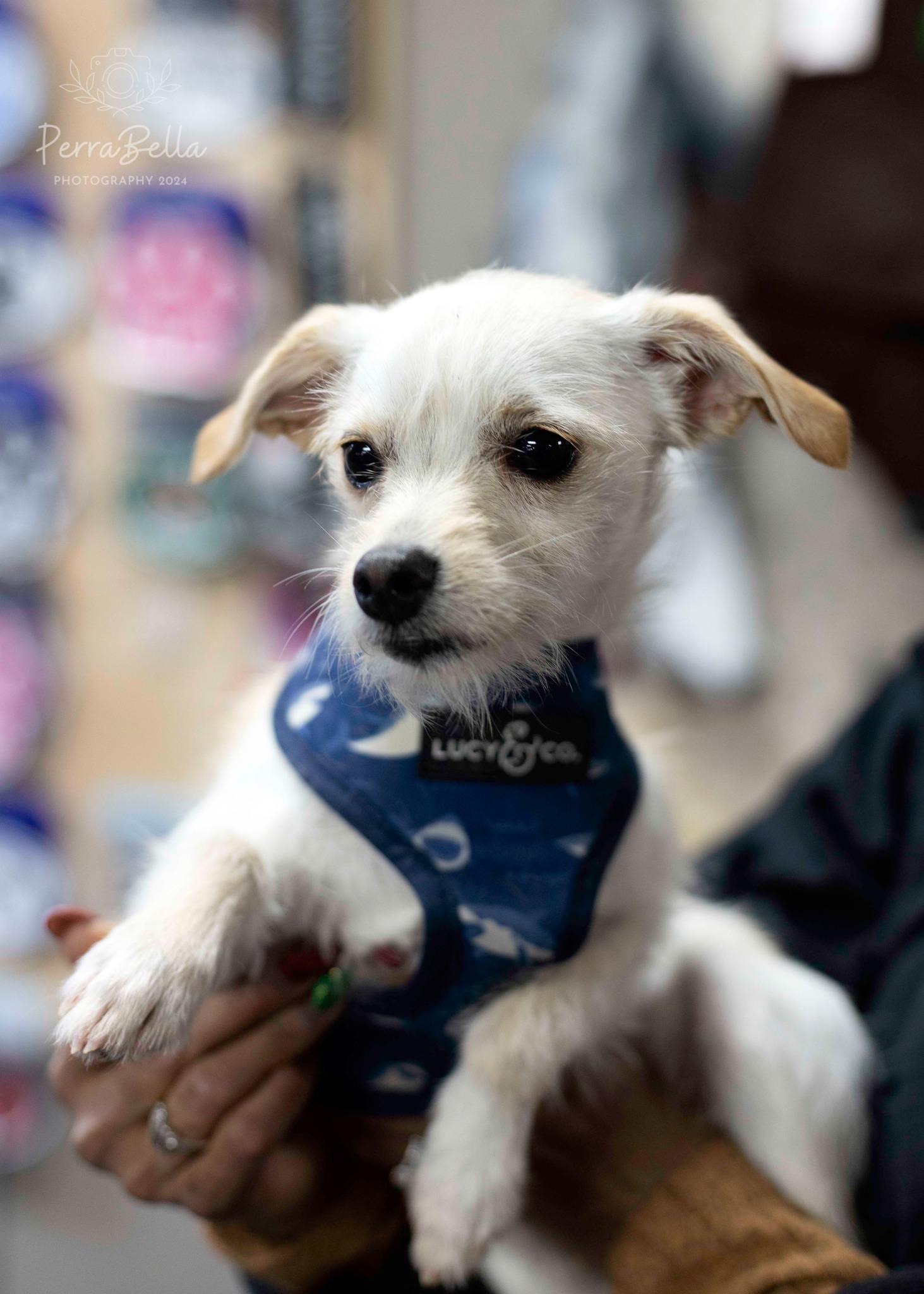Enlarge Pocket, a Adoptable Chihuahua in West Richland, WA image 4/6