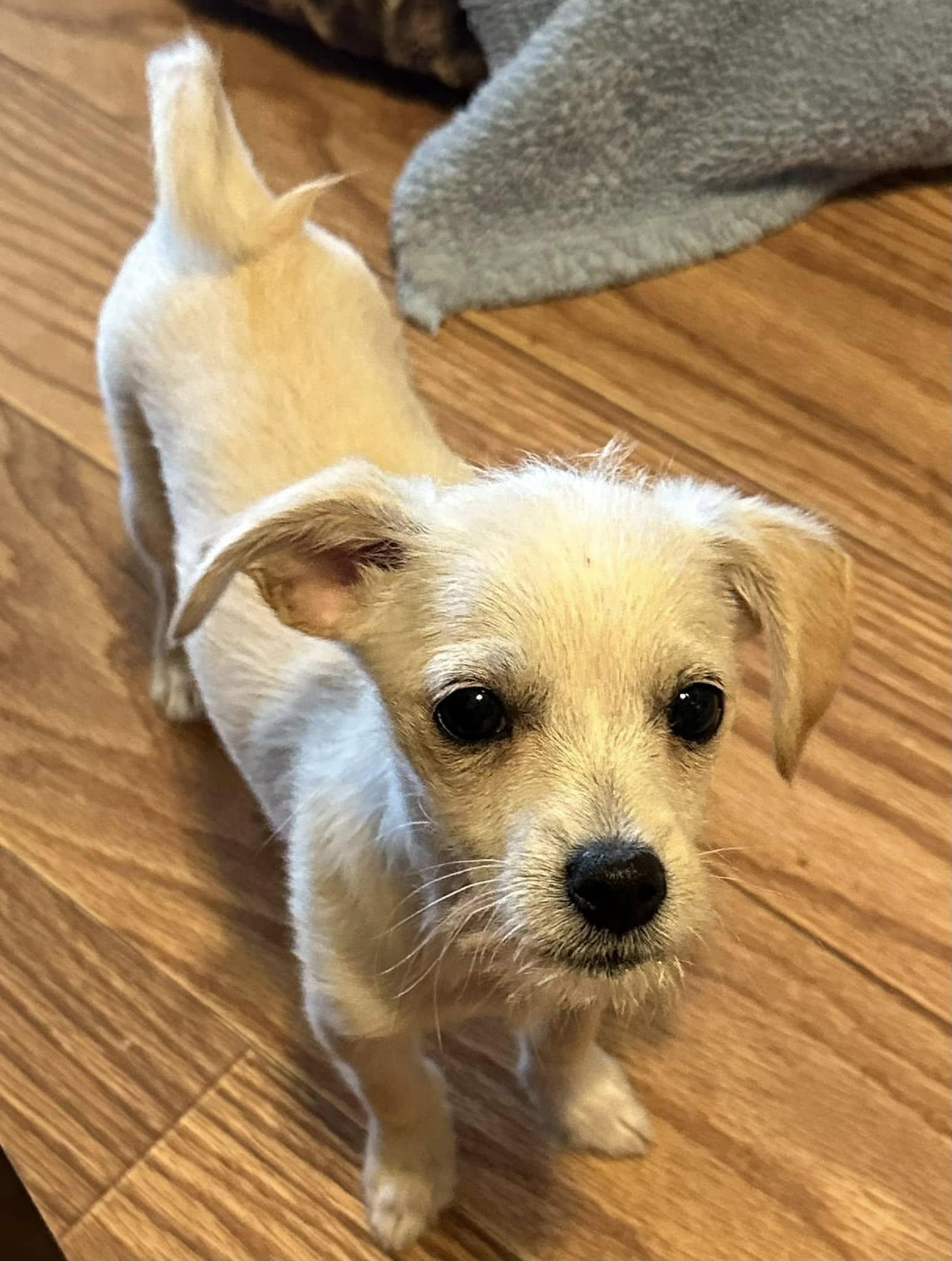 Enlarge Pocket, a Adoptable Chihuahua in West Richland, WA image 5/6