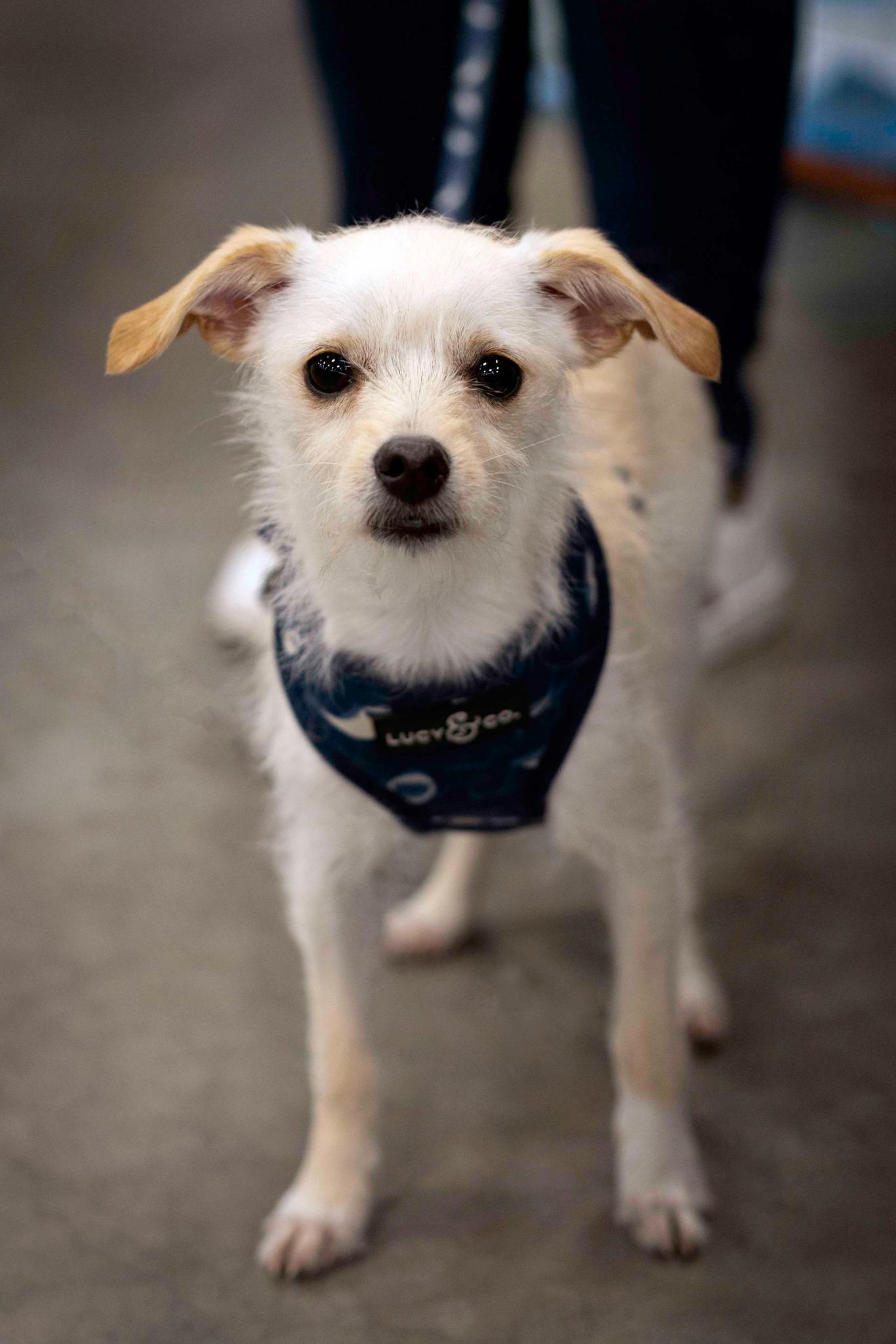 Enlarge Pocket, a Adoptable Chihuahua in West Richland, WA image 6/6