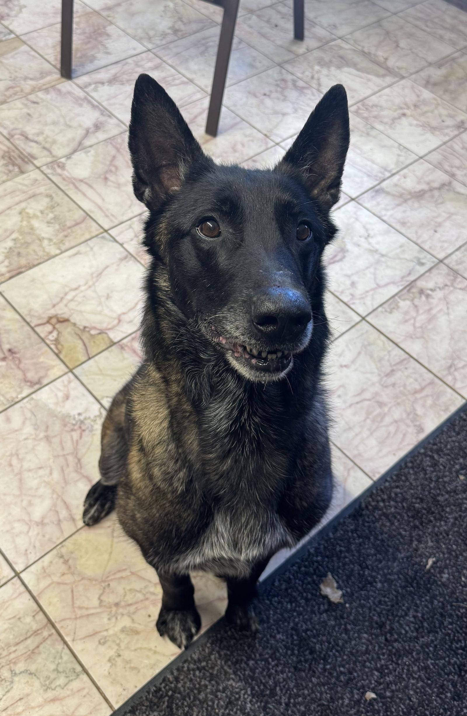 Beasty, Adoptable, Adult Male Belgian Shepherd / Malinois.