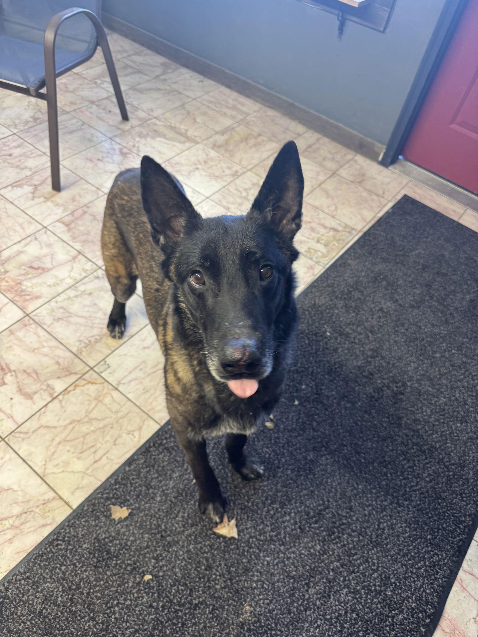 Enlarge Beasty, a Adoptable Belgian Shepherd / Malinois in Leavenworth, KS image 2/3
