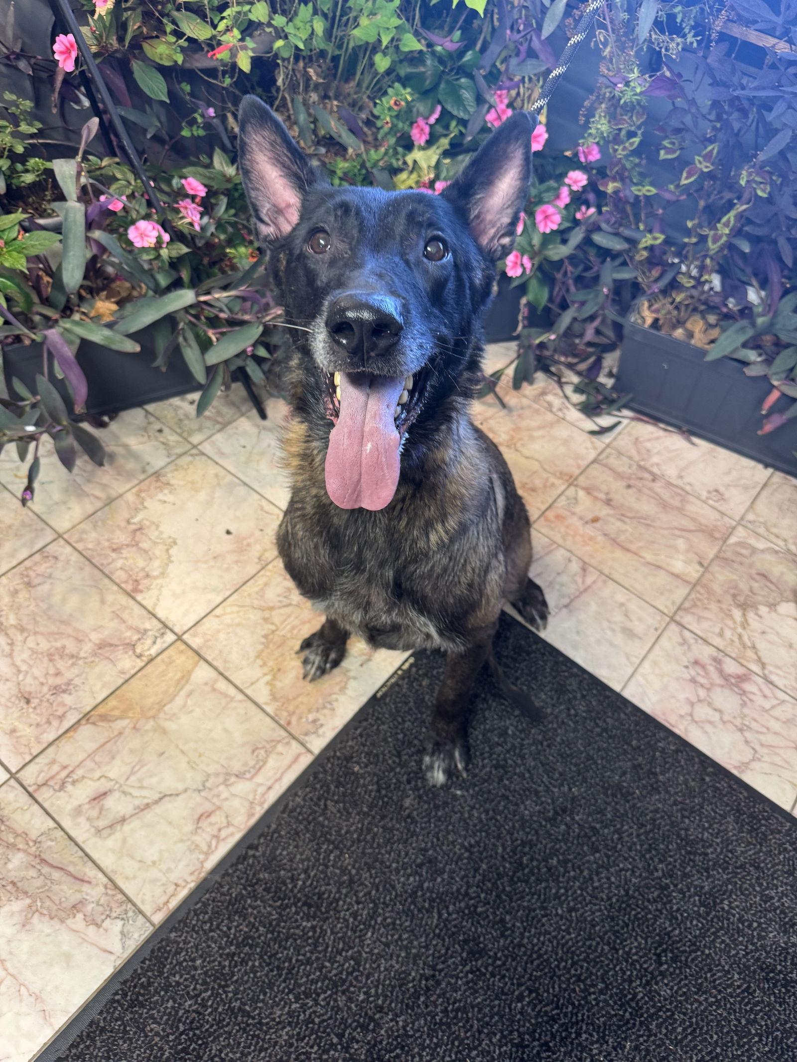 Beasty, Adoptable, Adult Male Belgian Shepherd / Malinois.