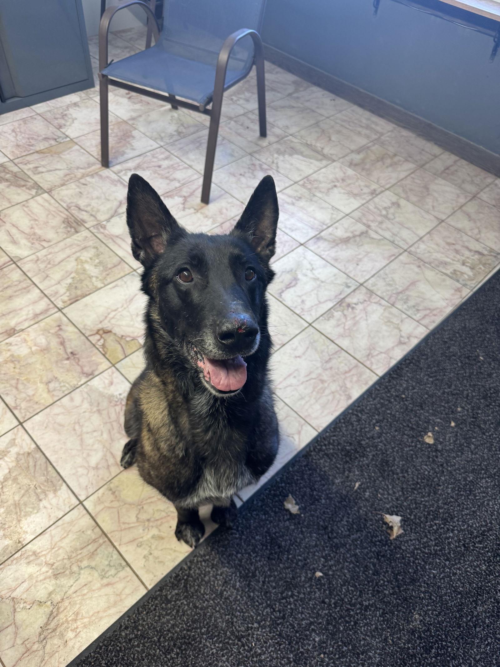 Enlarge Beasty, a Adoptable Belgian Shepherd / Malinois in Leavenworth, KS image 3/3