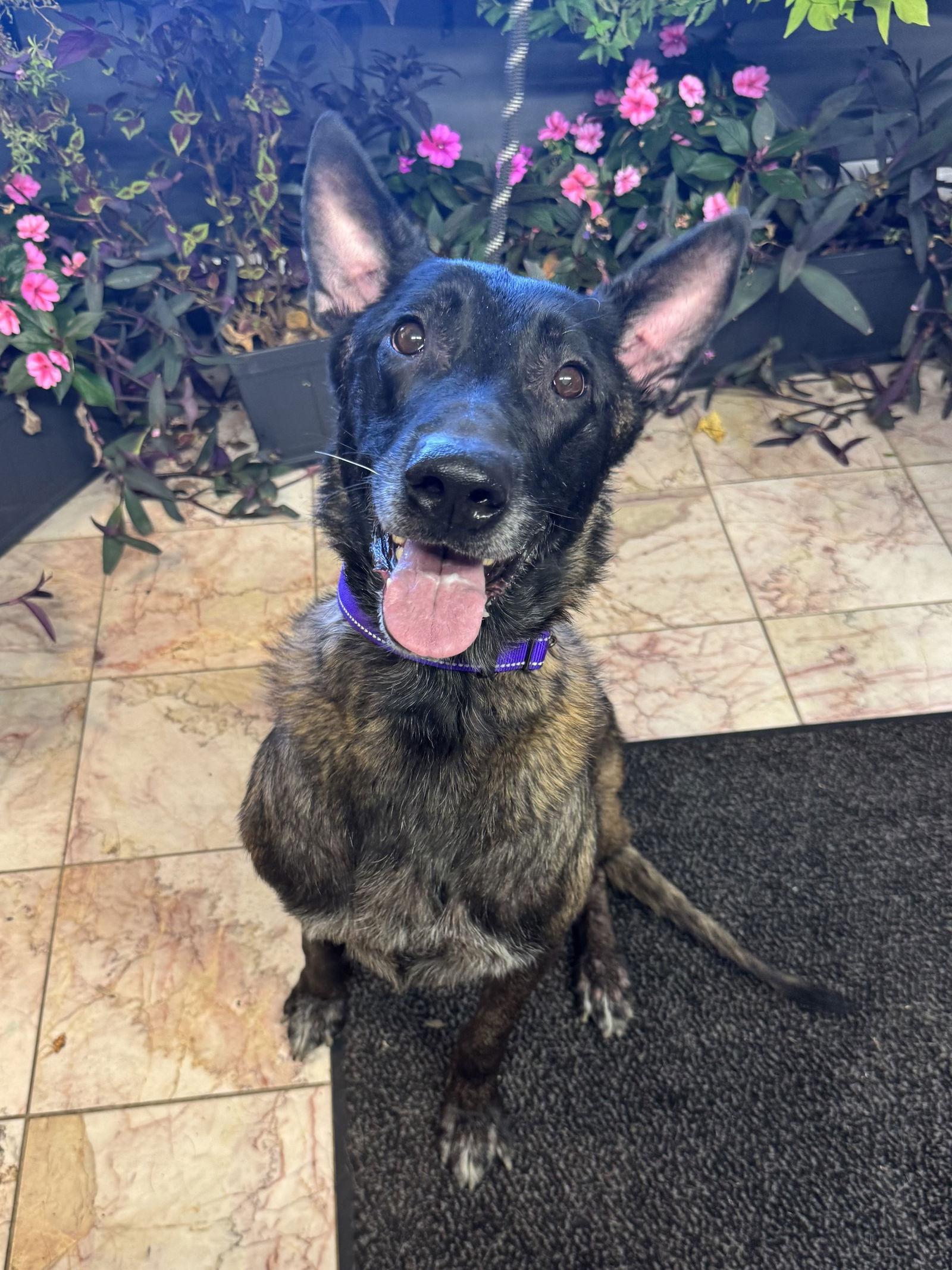 Beasty, a Adoptable Belgian Shepherd / Malinois image 2/3