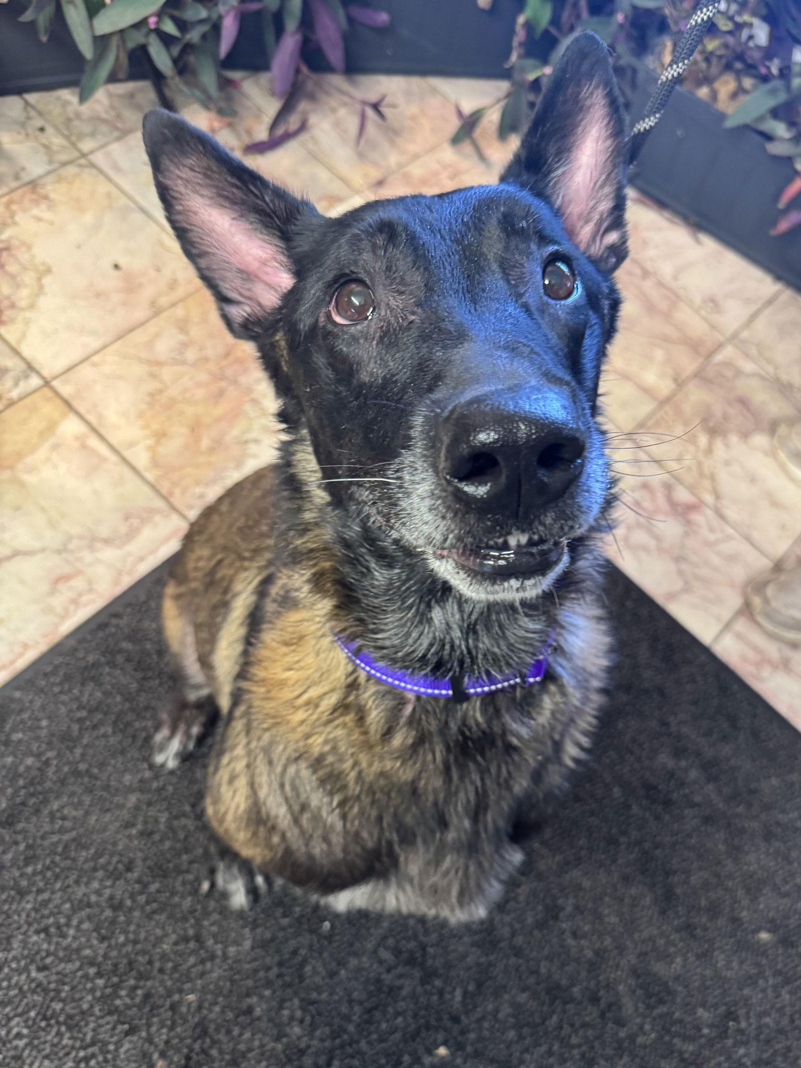 Beasty, a Adoptable Belgian Shepherd / Malinois image 3/3