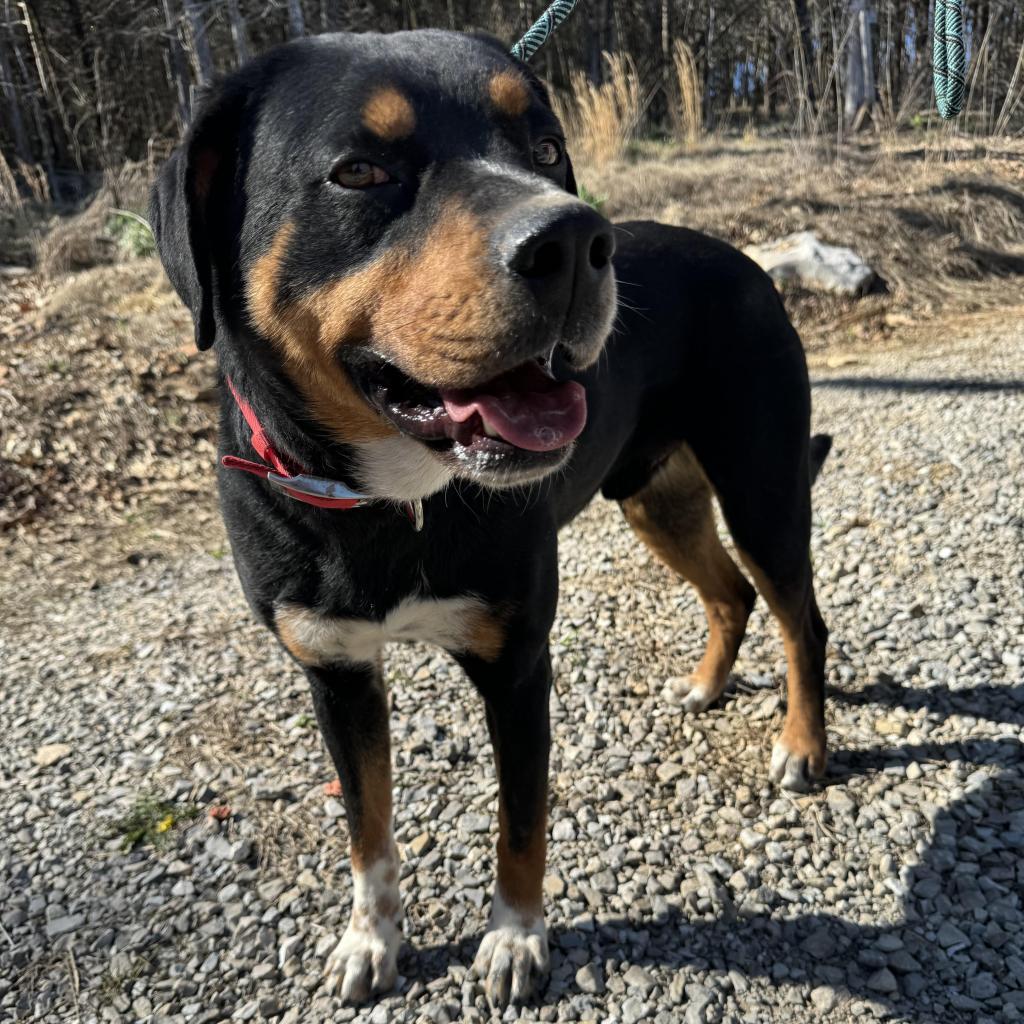 Enlarge Bear, a Adoptable mixed breed in Pineville, MO image 1/6