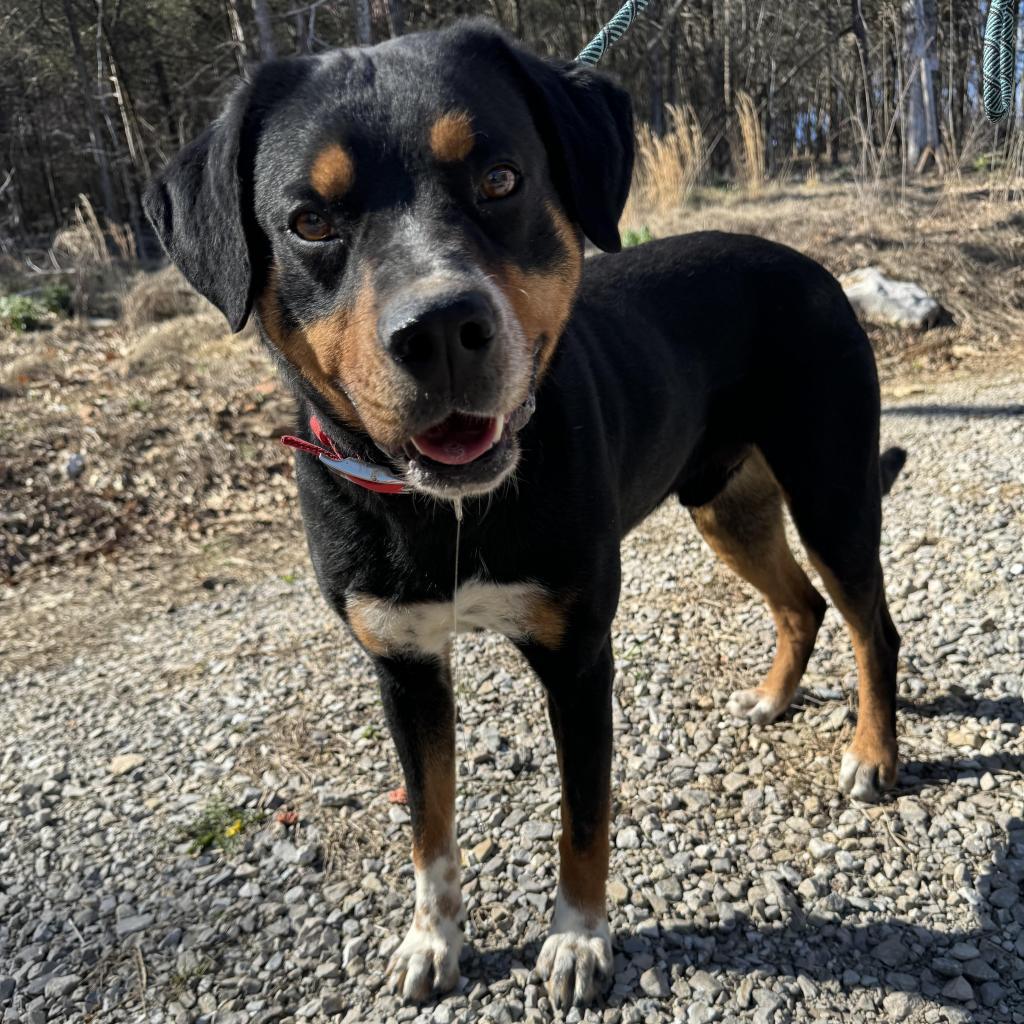 Enlarge Bear, a Adoptable mixed breed in Pineville, MO image 2/6