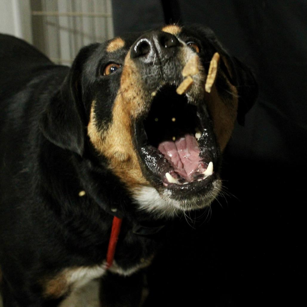 Enlarge Bear, a Adoptable mixed breed in Pineville, MO image 3/6