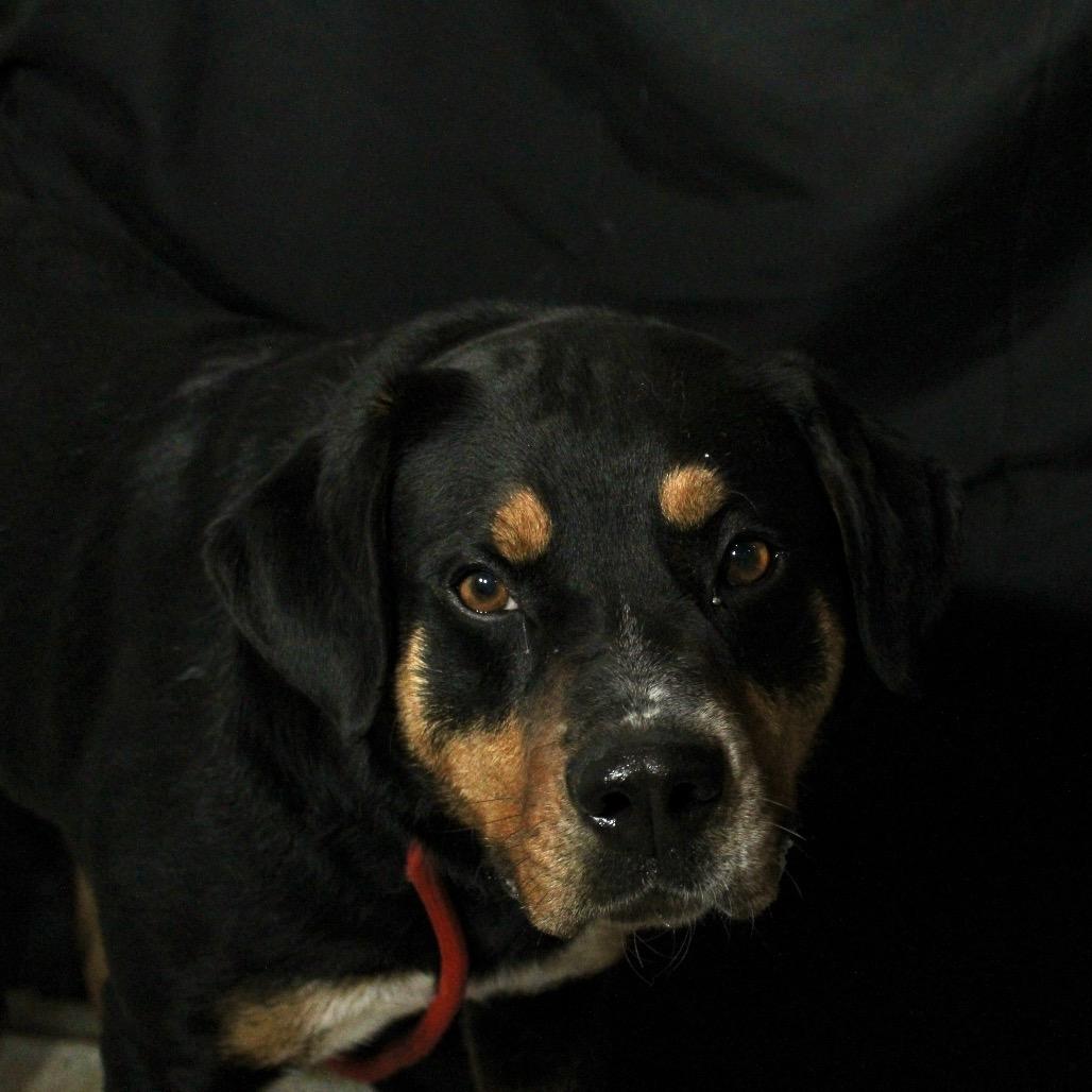 Enlarge Bear, a Adoptable mixed breed in Pineville, MO image 4/6