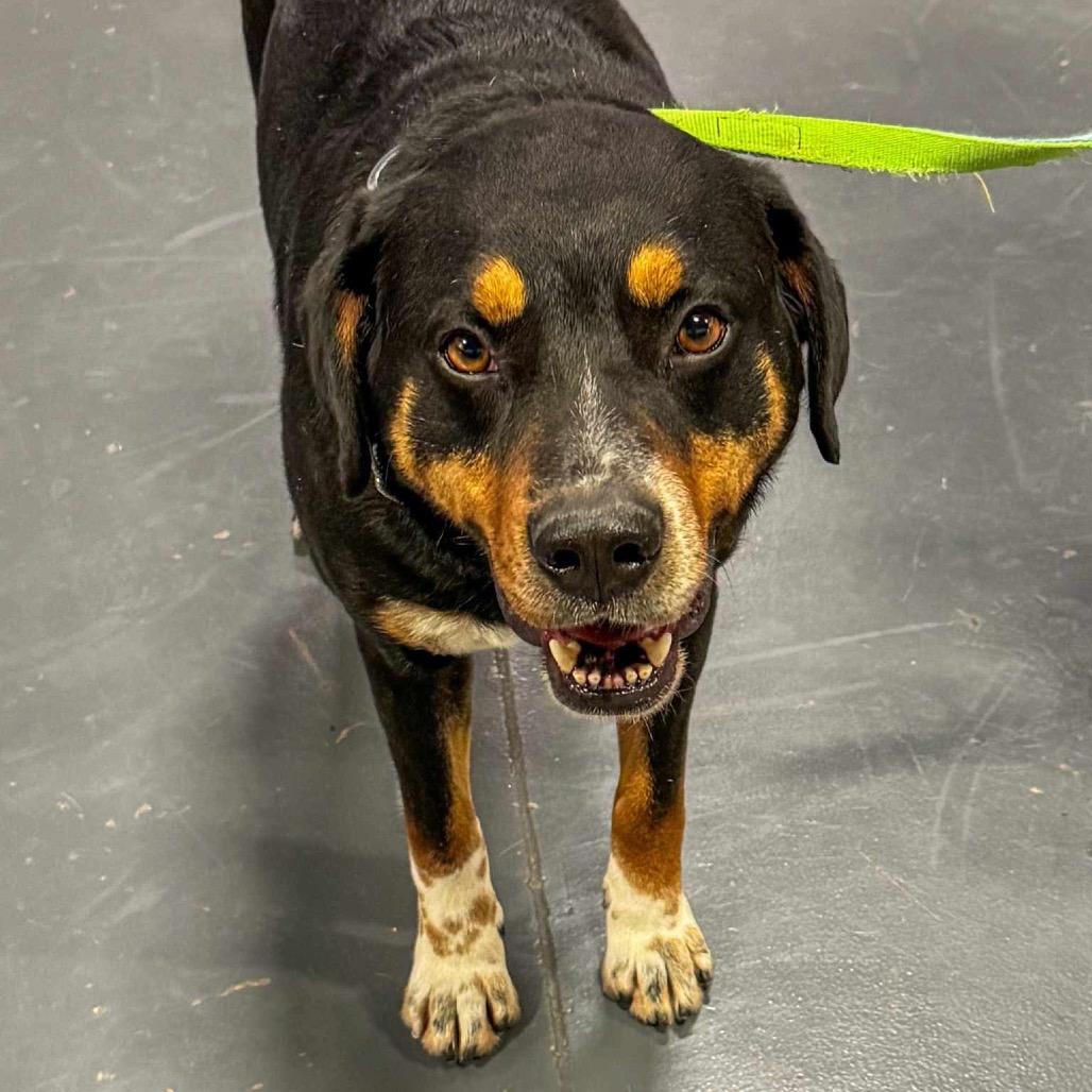 Enlarge Bear, a Adoptable mixed breed in Pineville, MO image 5/6