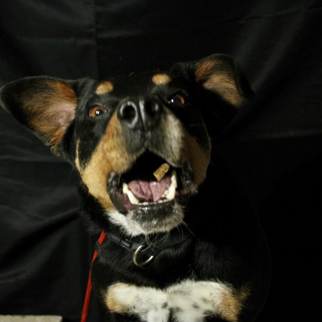 Enlarge Bear, a Adoptable mixed breed in Pineville, MO image 6/6